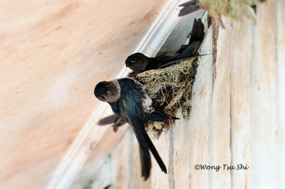 (Collocalia affinis) Plume-toed Swiftlet