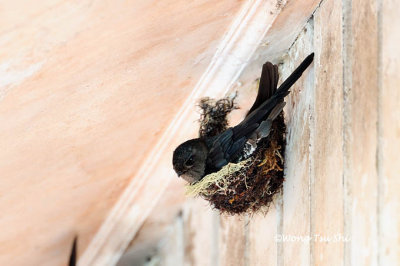 (Collocalia affinis) Plume-toed Swiftlet