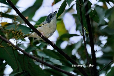 (Pteruthius aeralatus)Blyth's Shrike-vireo ♀