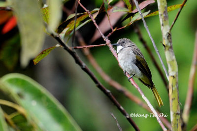 (Hermixos cinereus)Cinereus Bulbul