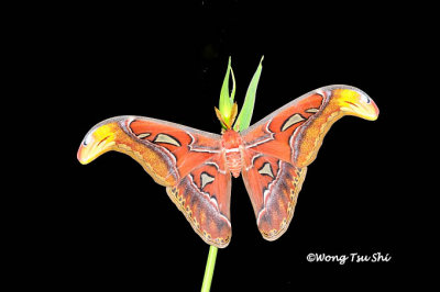 (Saturniidae, Attacus atlas) Atlas Moth