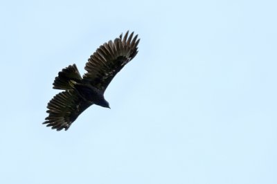 (Nisaetus limnaeetus)Changeable Hawk-eagle - Dark Morph
