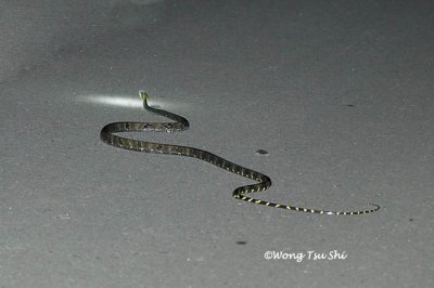(Boiga cynodon) Dog-toothed Cat Snake