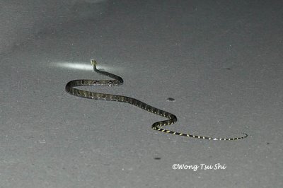 (Boiga cynodon)  Dog-toothed Cat Snake