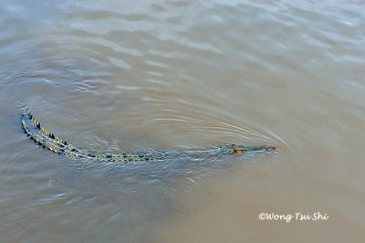 (Crocodylus porosus) Estuarine Crocodile