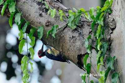 (Dryocopus javensis)White-bellied Woodpecker ♂