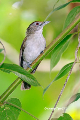 (Malacopteron magnum saba) Rufous-crowned Babbler