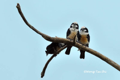 <i>(Microhierax latifrons)</i><br />*White-fronted Falconet