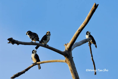 (Microhierax latifrons)*White-fronted Falconet