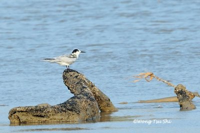 (Sternula albifrons) Little Tern