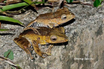 (Polypedates otilophus) File-eared Tree Frog