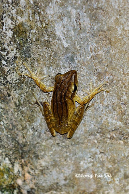<i>(Polypedates leucomystax)</i><br /> Four-lined Tree Frog