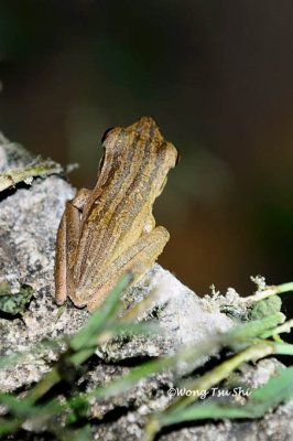 (Polypedates leucomystax) Four-lined Tree Frog