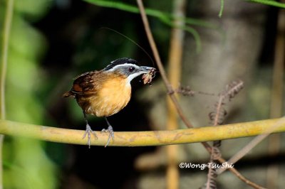 (Pellorneum capistratum morelli) Black-capped Babbler