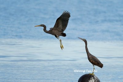 (Egretta sacra) Pacific Reef Egret Dark Morph