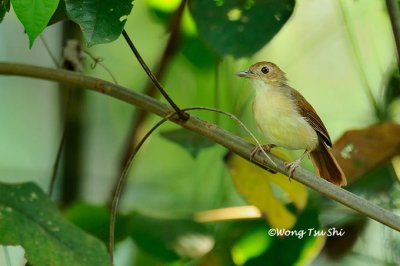 (Pellorneum bicolor)Ferruginous Babbler