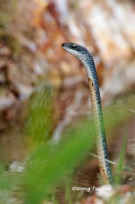 (Lepturophis borneensis)  Slender-tailed Wolf Snake