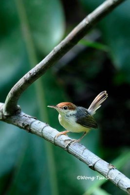 (Orthotomus sericeus) Rufous-tailed Tailorbird