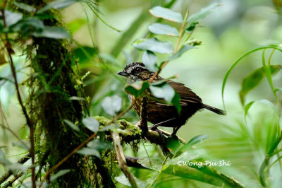 (Turdinus crassus) *Mountain Wren Babbler