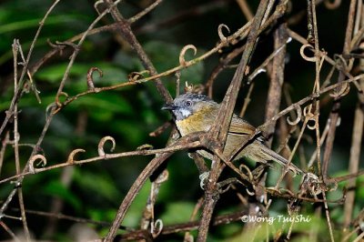(Stachyris nigriceps borneensis)Grey-throated Babbler