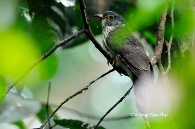 (Hierococcyx fugax)  Malaysian Hawk-cuckoo