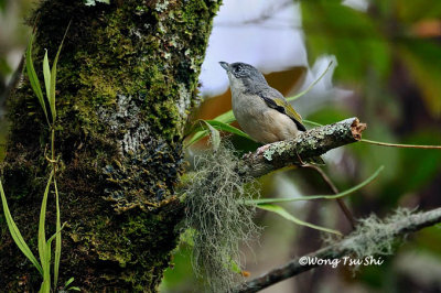 (Pteruthius aeralatus)Blyth's Shrike-vireo ♀