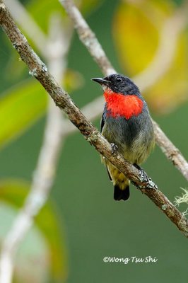 (Dicaeum monticolum) * Bornean Flowerpecker ♂