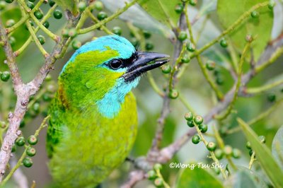 (Psilopogon pulcherrimus)*Golden-naped Barbet