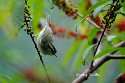 <i>(Seicercus trivirgatus)</i> <br />Mountain Leaf Warbler