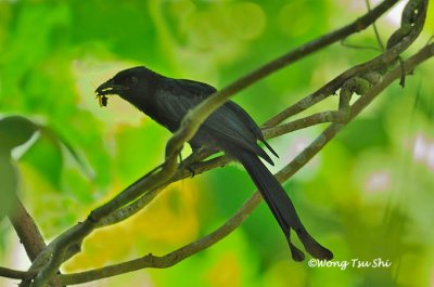 (Dicrurus paradiseus) Greater Racket-tailed Drongo