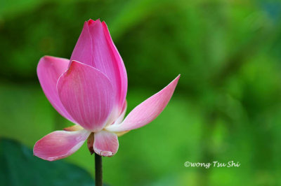 (Nelumbo nucifera)Lotus