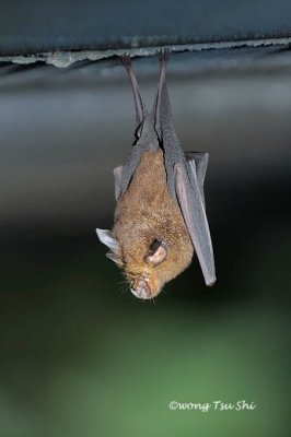 (Rhinolophus borneensis) Bornean Horseshoe Bat