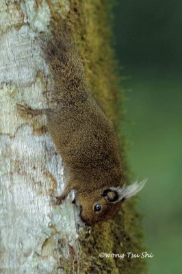 (Exilisciurus whiteheadi)  Whitehead's Pigmy Squirrel