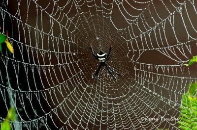 (Argiope reinwardti)  ♀