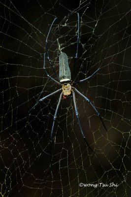 (Nephila pilipes) Golden Web Spider ♀