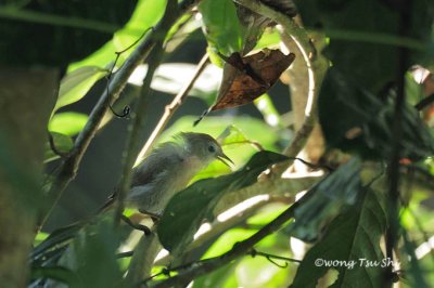 (Cyanoderma rufifrons) Rufous-fronted Babbler