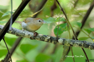 (Cyanoderma rufifrons) Rufous-fronted Babbler