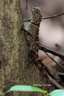 (Gonocephalus bornensis) Bornean Angle-headed Lizard ♀