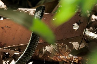 (Ptyas fusca) White-bellied Rat Snake