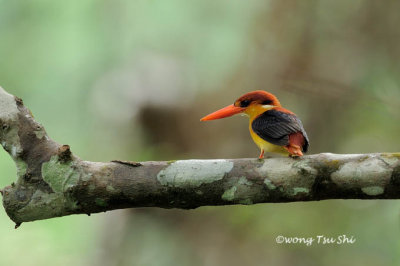 <i>(Ceyx rufidorsa)</i><br /> Rufous-backed Dwarf-kingfisher