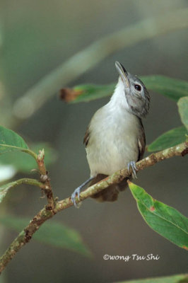 (Malacopteron magnirostre)   Moustached Babbler