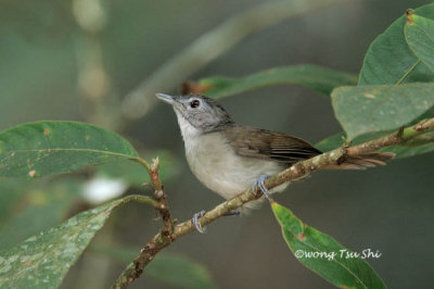 (Malacopteron magnirostre)   Moustached Babbler