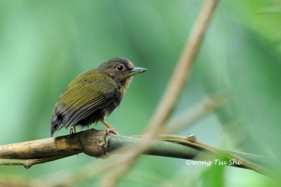 (Sasia abnormis abnormis)Rufous Piculet Juv. ♂