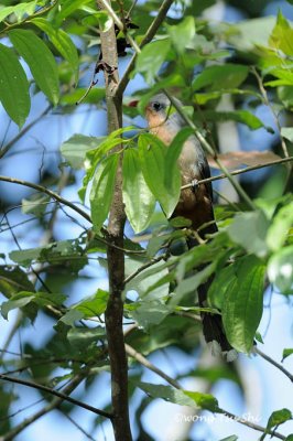 (Phaenicophaeus javanicus) Red-billed Malkoha