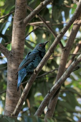 (Irena puella criniger) Asian Fairy Bluebird - immature male