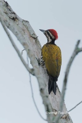 (Dinopium javanense raveni) Common Flameback ♂