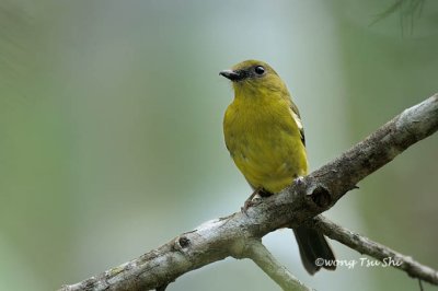 (Pachycephala hypoxantha hypocantha)*Bornean Whistler