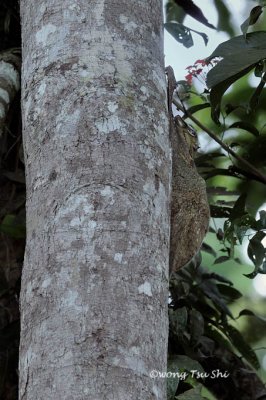 (Cynocephalus variegatus) Colugo or Flying Lemur