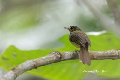 (Trocholestes criniger) Hairy-backed Bulbul