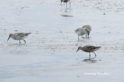 (Calidris canutus)  Red Knot